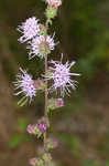 Appalachian blazing star